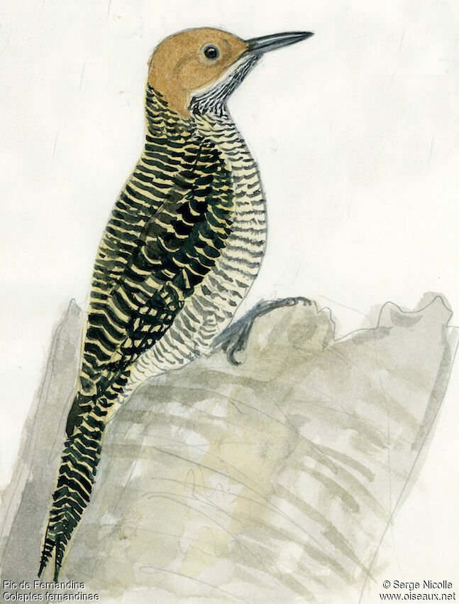 Fernandina's Flicker, identification