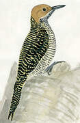 Fernandina's Flicker