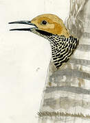 Fernandina's Flicker