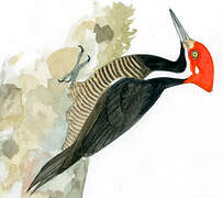 Guayaquil Woodpecker