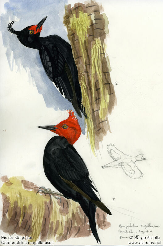 Magellanic Woodpecker , identification