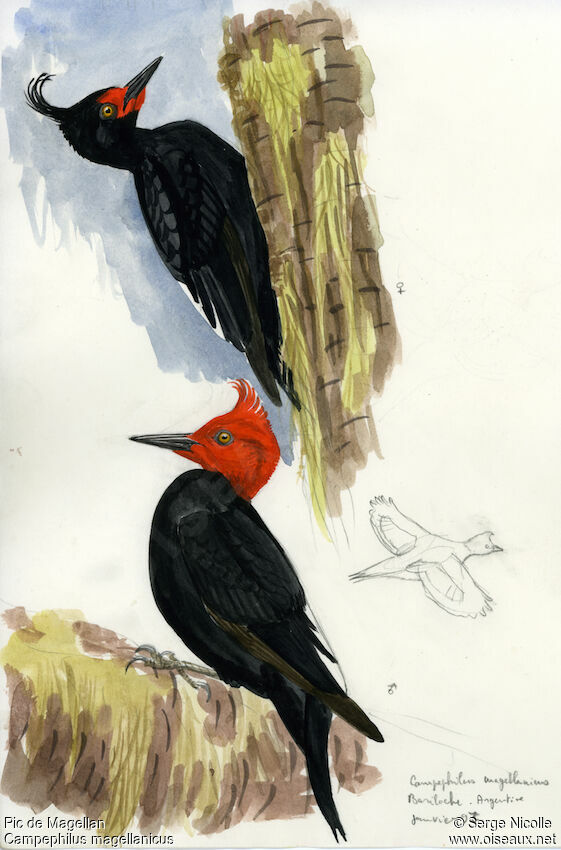 Magellanic Woodpecker , identification