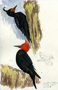 Magellanic Woodpecker