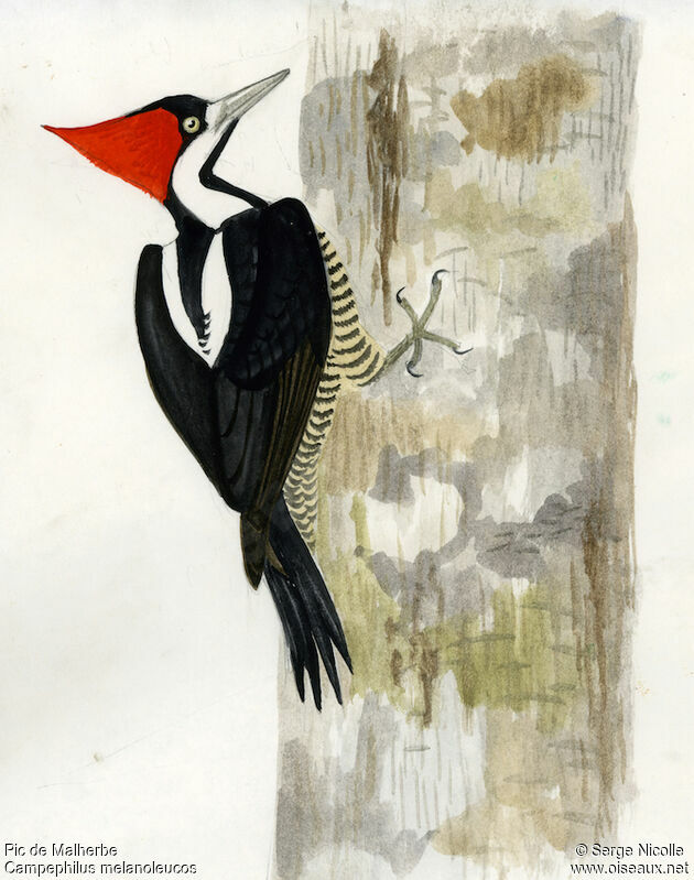 Crimson-crested Woodpecker female, identification