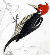 Crimson-crested Woodpecker