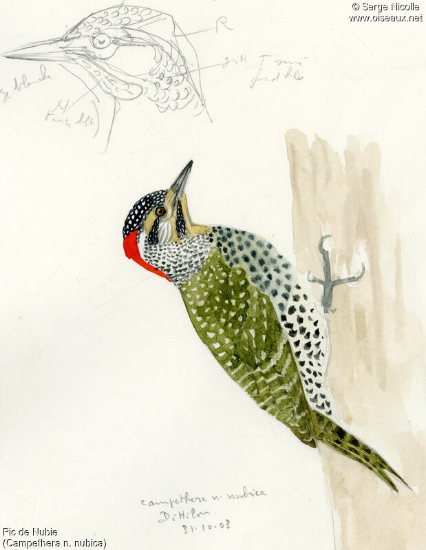 Nubian Woodpecker, identification