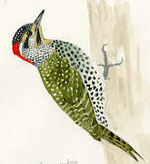 Nubian Woodpecker