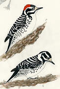 Nuttall's Woodpecker