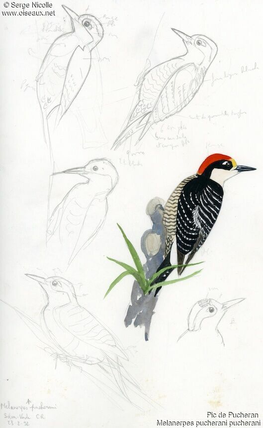 Black-cheeked Woodpecker, identification