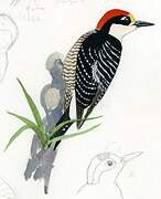 Black-cheeked Woodpecker