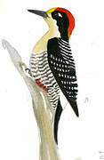 Black-cheeked Woodpecker