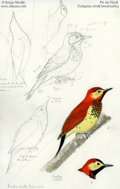 Crimson-mantled Woodpecker , identification
