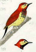 Crimson-mantled Woodpecker