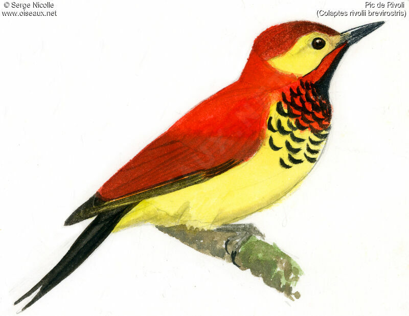 Crimson-mantled Woodpecker, identification