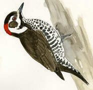 Strickland's Woodpecker