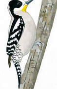 White-fronted Woodpecker