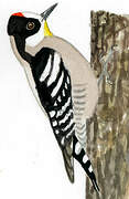 White-fronted Woodpecker