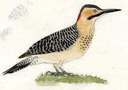 Andean Flicker