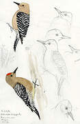 Gila Woodpecker