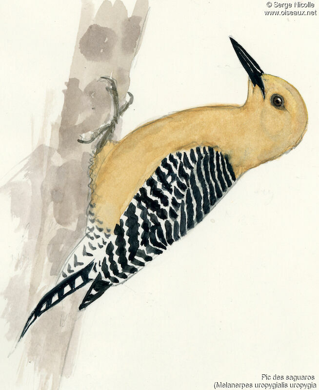 Gila Woodpecker female, identification
