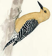 Gila Woodpecker