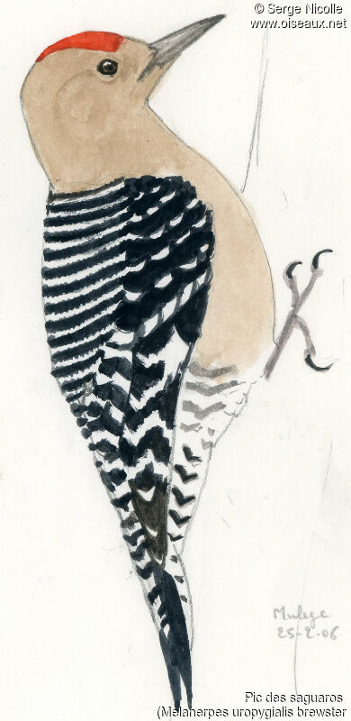 Gila Woodpecker male, identification