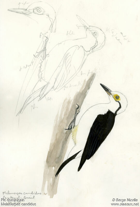White Woodpecker, identification