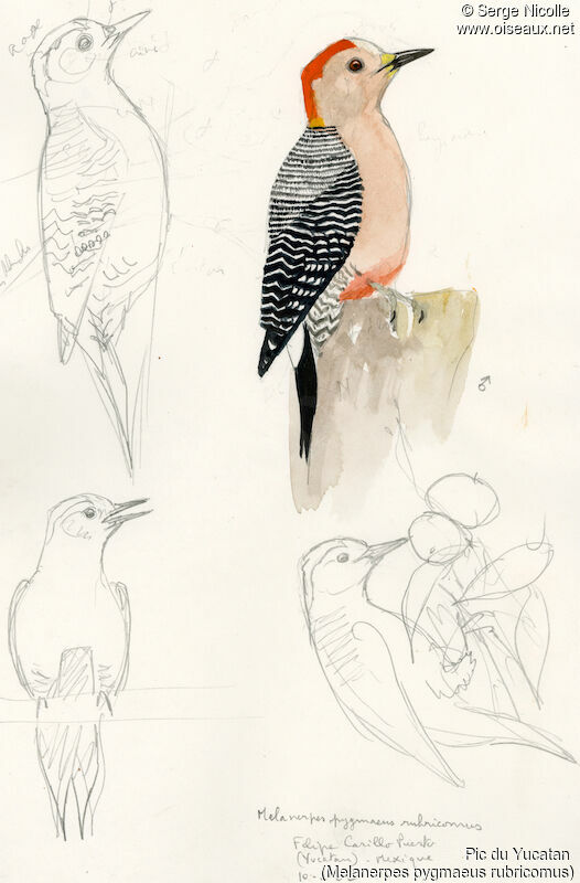 Yucatan Woodpecker male, identification