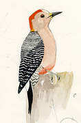 Yucatan Woodpecker