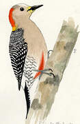 Yucatan Woodpecker