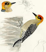 Golden-cheeked Woodpecker