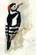 Great Spotted Woodpecker