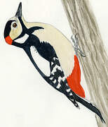 Great Spotted Woodpecker