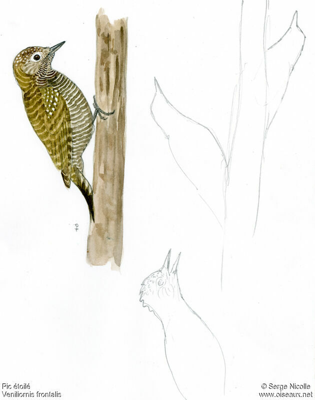 Dot-fronted Woodpecker female