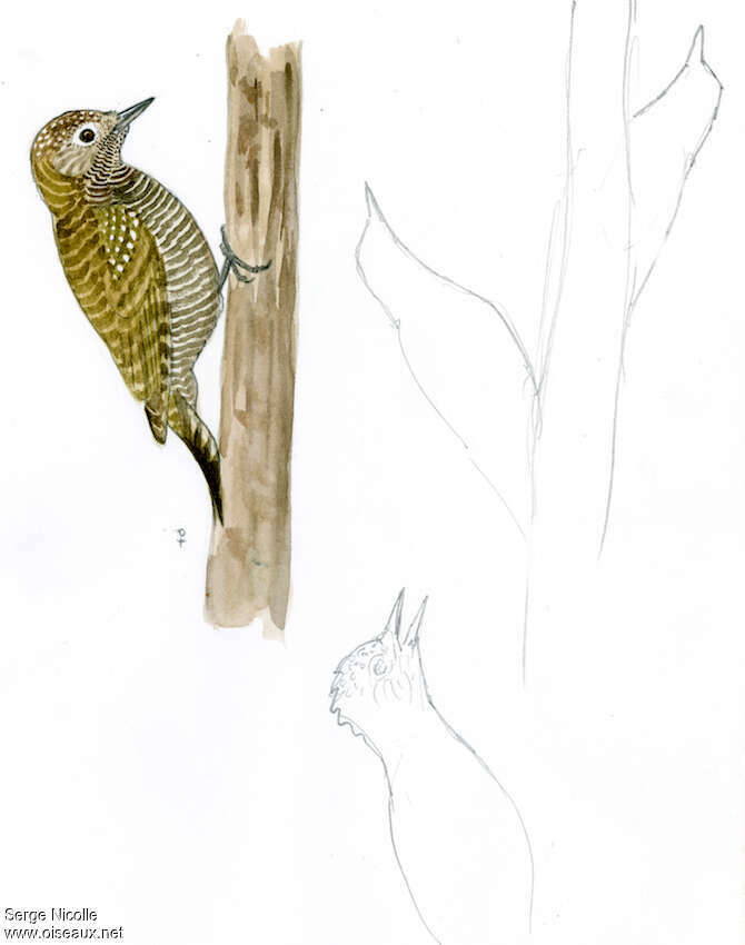 Dot-fronted Woodpecker female, identification