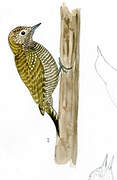 Dot-fronted Woodpecker