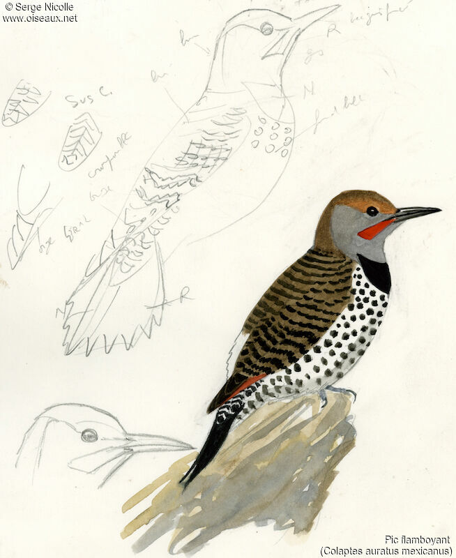 Northern Flicker, identification