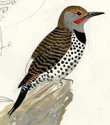 Northern Flicker