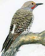 Northern Flicker