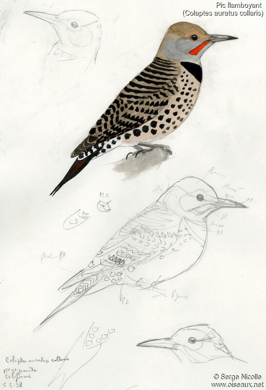 Northern Flicker, identification