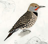 Northern Flicker