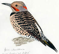 Northern Flicker