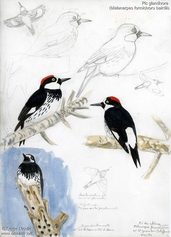 Acorn Woodpecker, identification