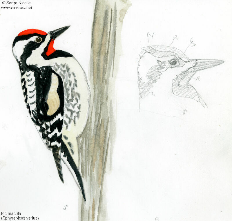 Yellow-bellied Sapsucker male, identification