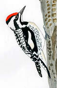 Yellow-bellied Sapsucker