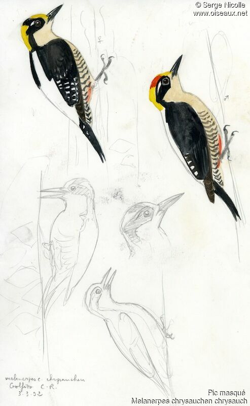 Golden-naped Woodpecker , identification