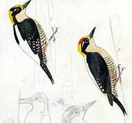 Golden-naped Woodpecker