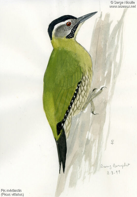 Laced Woodpecker female adult, identification