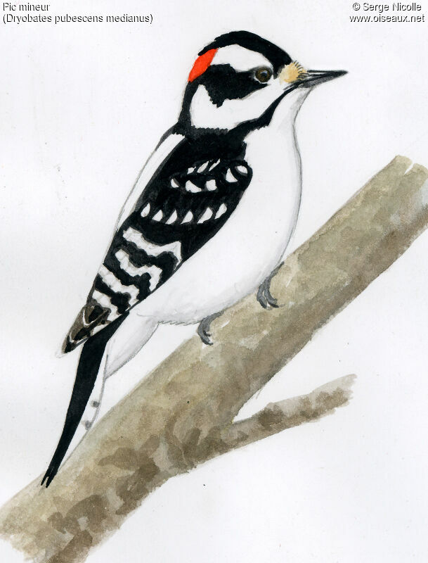 Downy Woodpecker male, identification