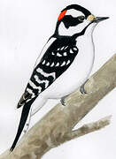 Downy Woodpecker